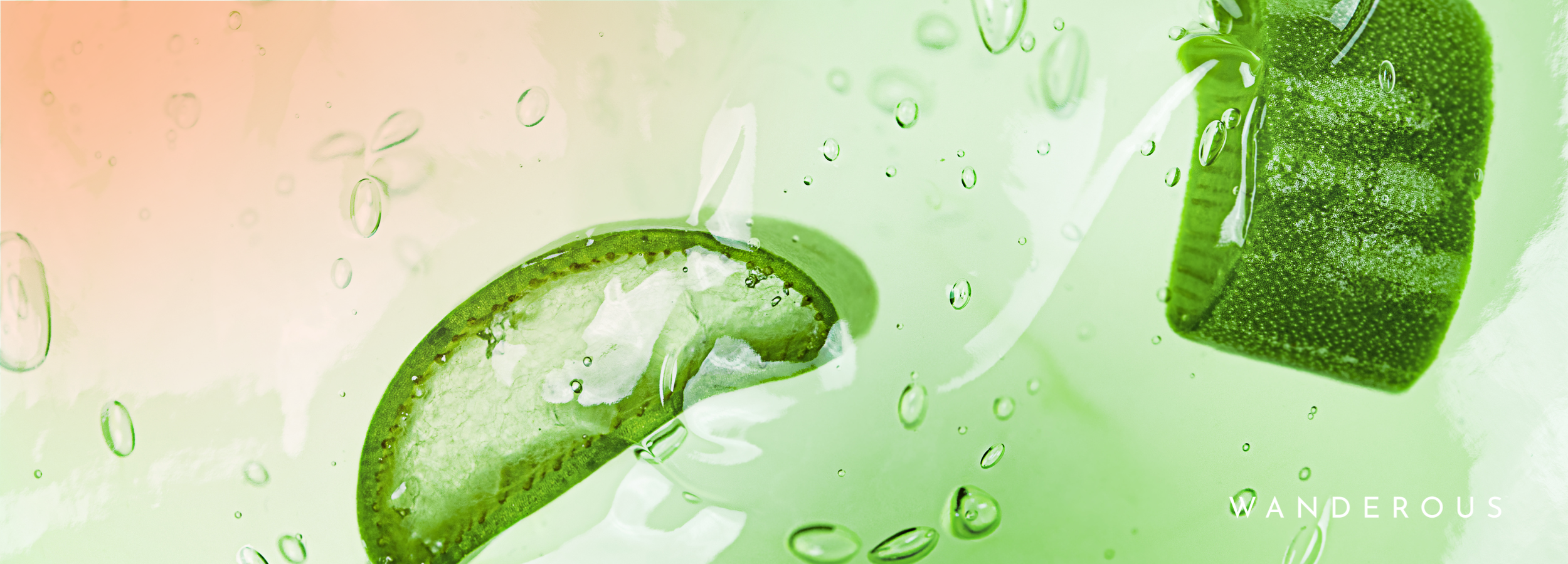 Is Aloe Vera Good for Your Hair? The All-Climate Soother in Three Wanderous Bundles